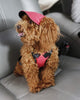 Summer Dog Hat, Protect Your Dog's Eyes From The Sun In Style!