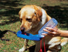 Puppy Dog Drinking Water Bottles